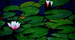 蓮の花