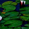 蓮の花