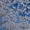 樹氷の舞Ⅳ