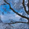樹氷の舞Ⅴ