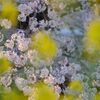 五条川の桜Ⅱ