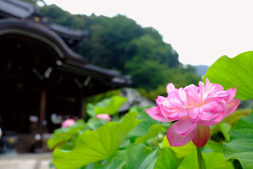 三室戸寺の蓮