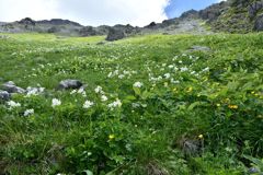 飛騨沢のお花畑1