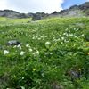 飛騨沢のお花畑1