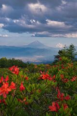 甘利山のレンゲツツジ①