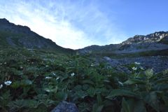 飛騨沢のお花畑2