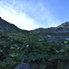 飛騨沢のお花畑2