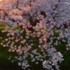 五条川の桜Ⅲ