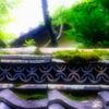 石山寺Ⅱ