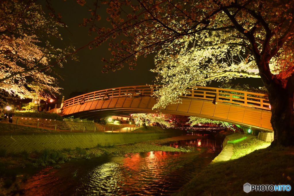 夜桜(1)
