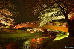 夜桜(1)