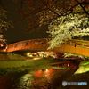 夜桜(1)