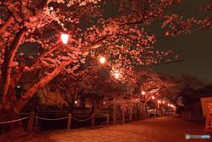 夜桜(2)