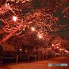夜桜(2)