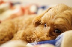 おやすみなさい✩.。