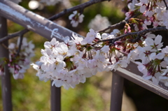 桜　水郷田名にて