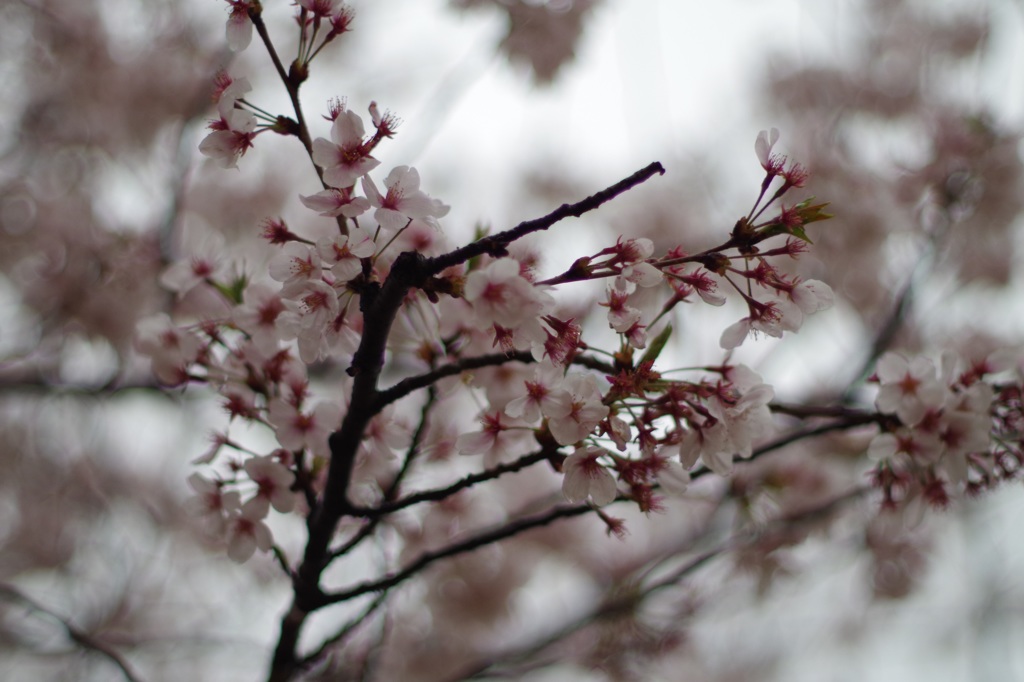 2015桜