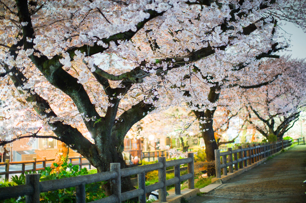 夜桜