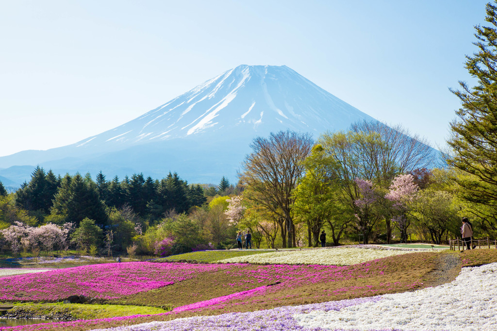 富士芝桜まつり