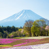 富士芝桜まつり