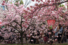 2015大阪造幣局お花見05