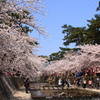 夙川 桜 #1