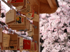 弓弦羽神社 桜 #2
