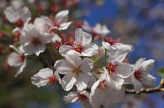 2015夙川お花見03