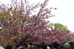 2015大阪造幣局お花見03