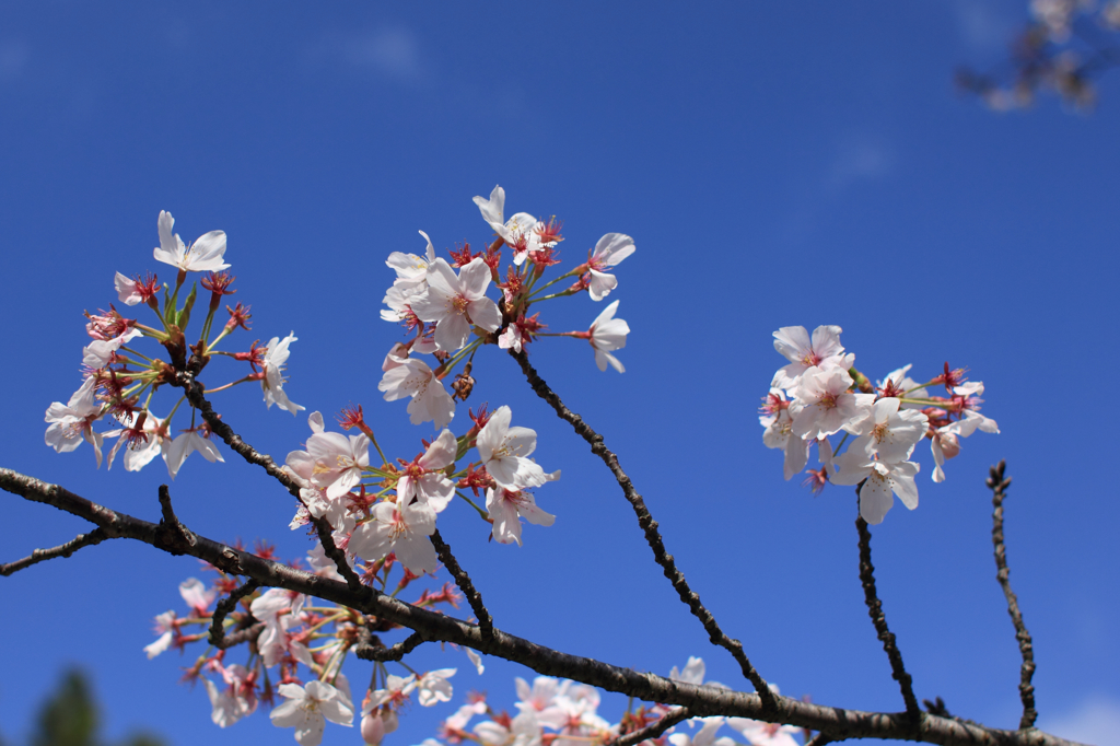 2015夙川お花見05