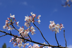 2015夙川お花見05