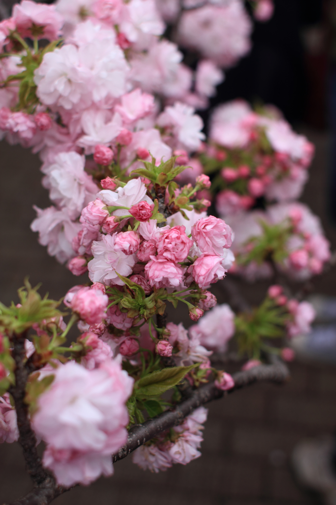 2015大阪造幣局お花見06