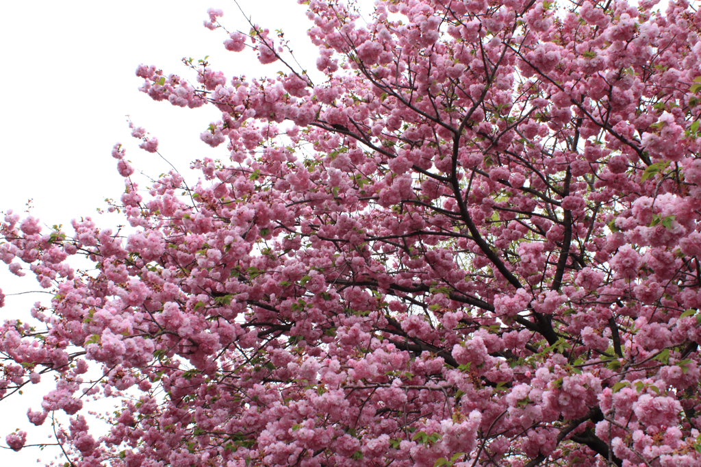 2015大阪造幣局お花見08