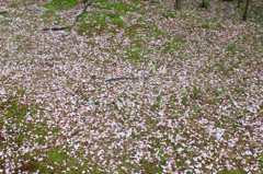 2015夙川お花見04