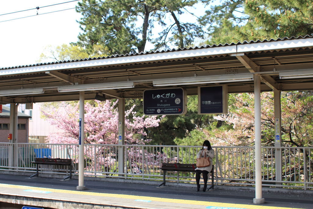 2015夙川お花見06