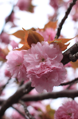 2015大阪造幣局お花見04