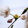 弓弦羽神社 桜 #1