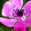 路傍の花