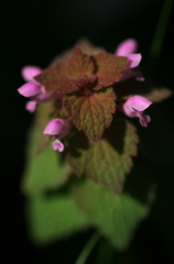 路傍の花