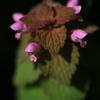 路傍の花