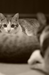 3匹の猫