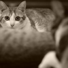 3匹の猫