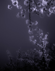 夜桜