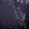 夜桜
