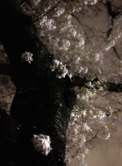夜桜