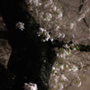 夜桜