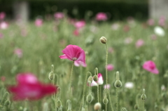 群馬 芥子畑