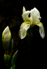 花菖蒲