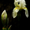 花菖蒲