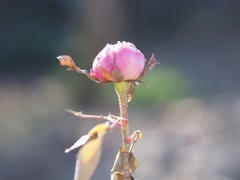 蕾
